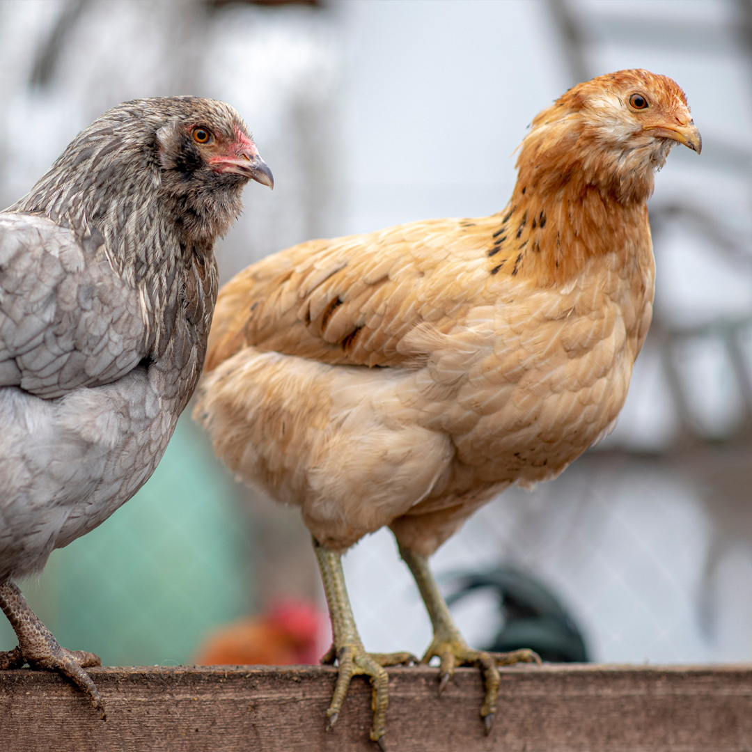 Deux poules Araucana dans une ferme.