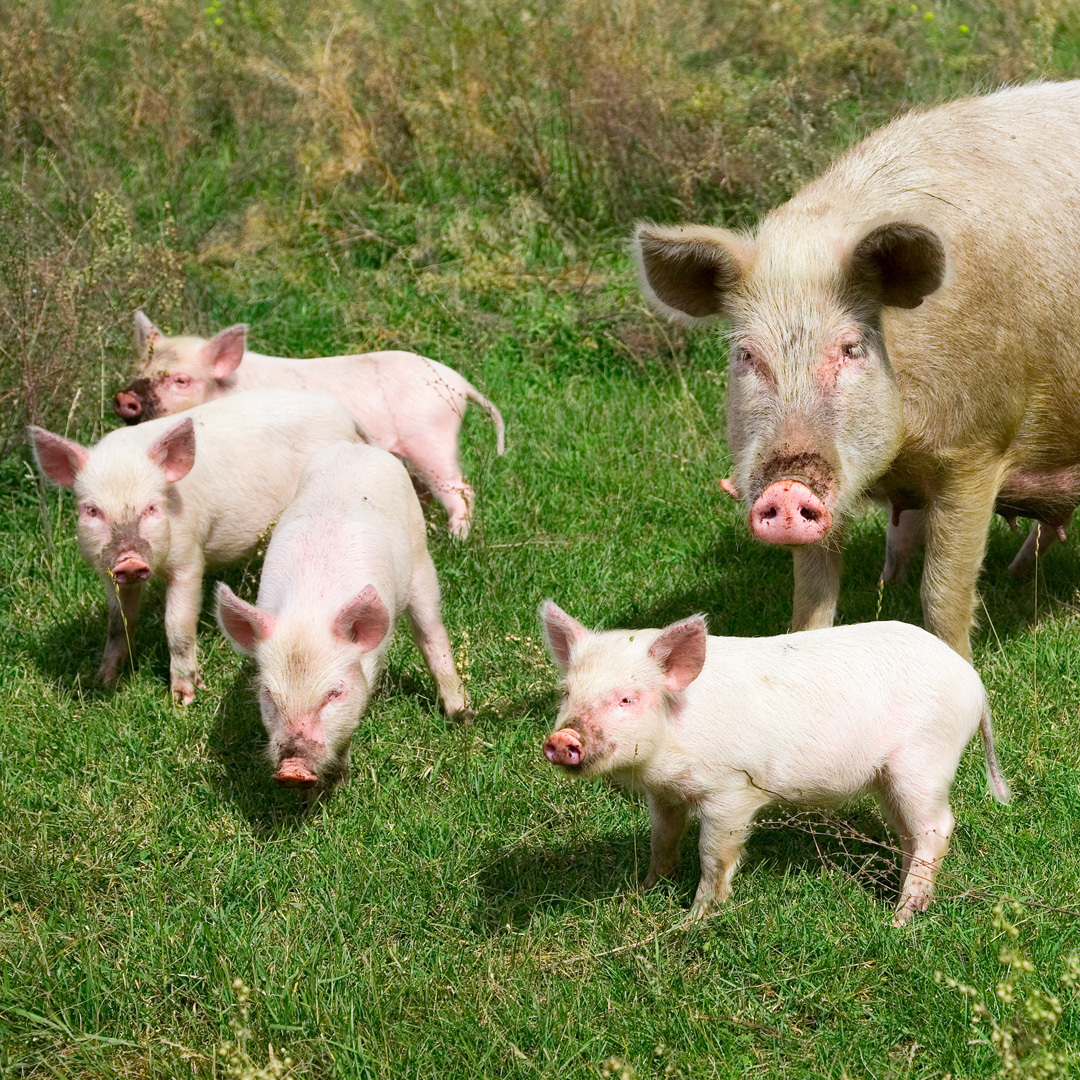 Plusieurs cochons dans un champ.