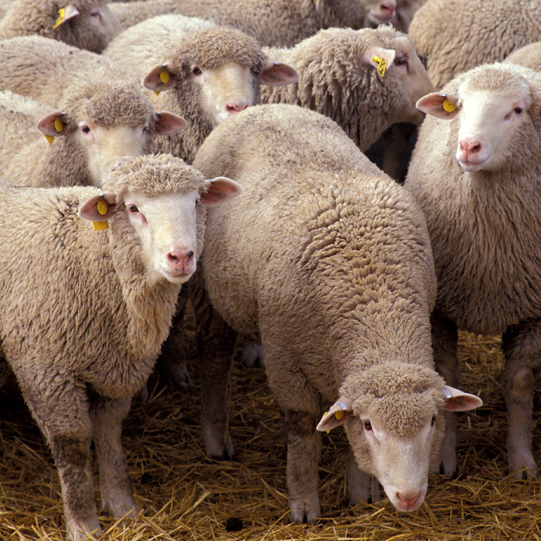Groupe de moutons.