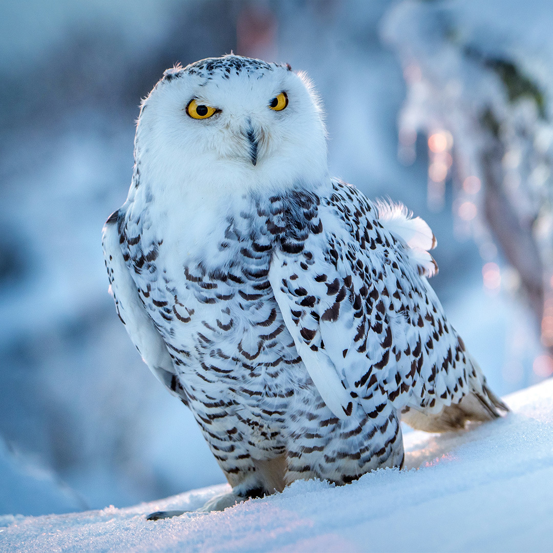 Un harfang des neiges.