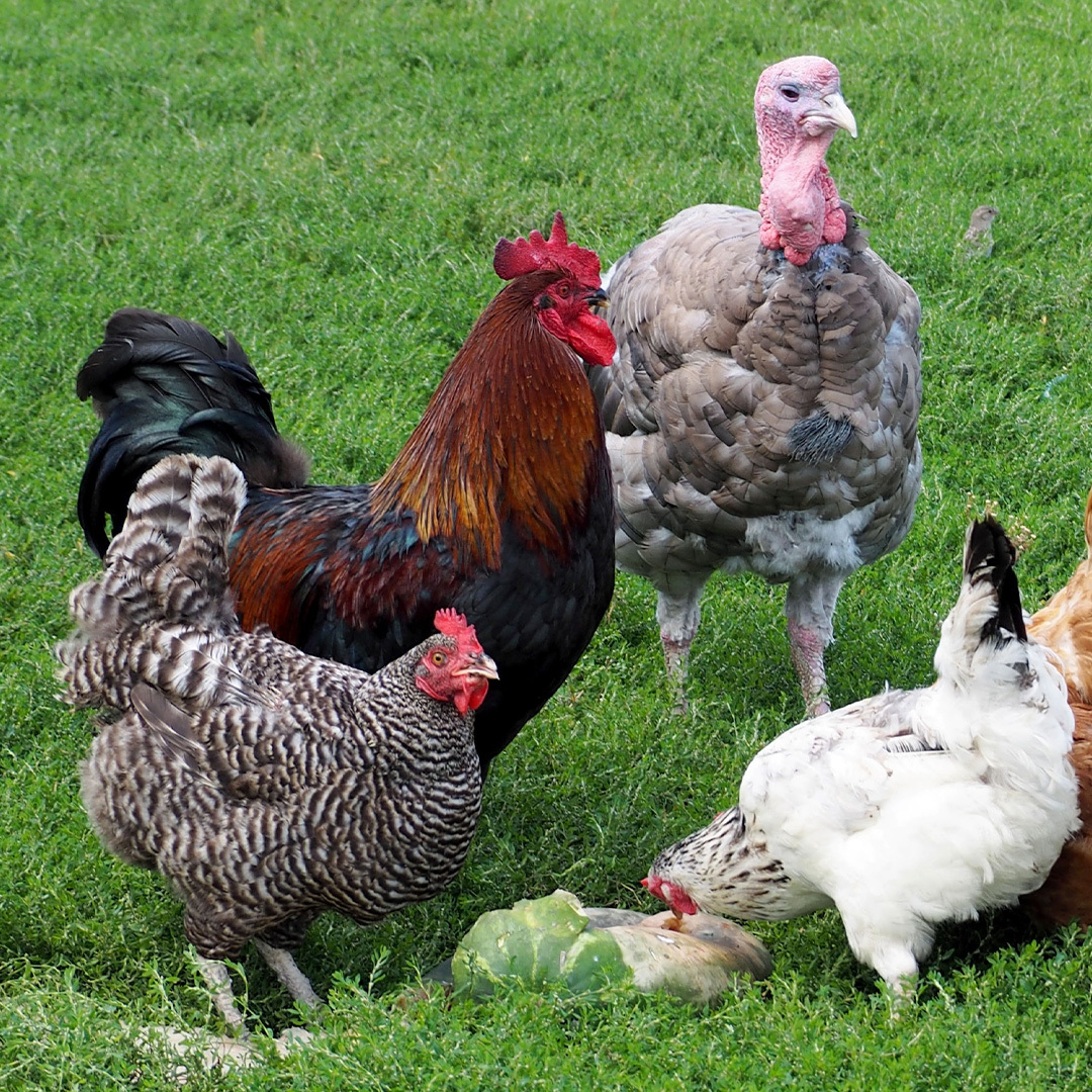 Une dinde et des poules.