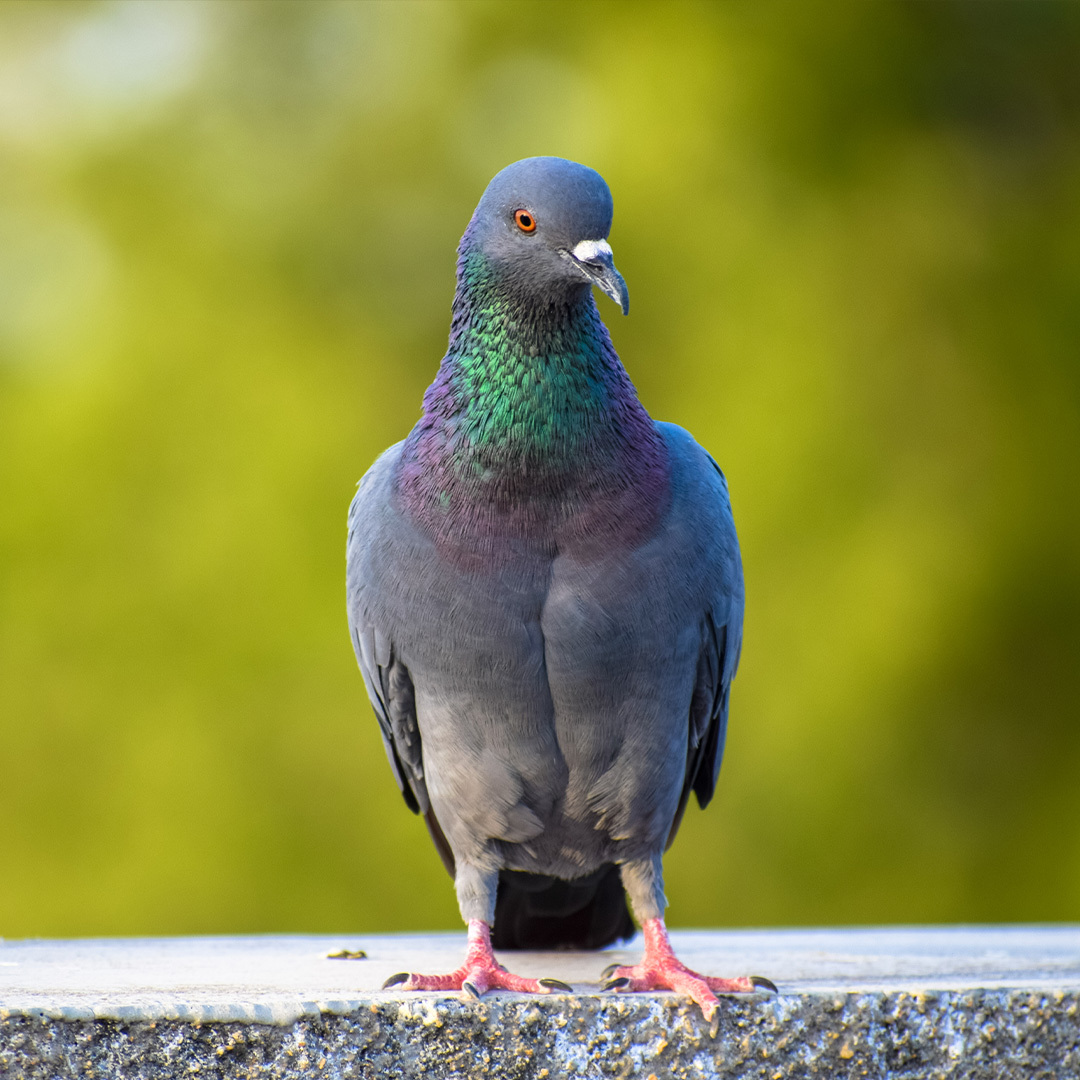 Un pigeon vu de face.