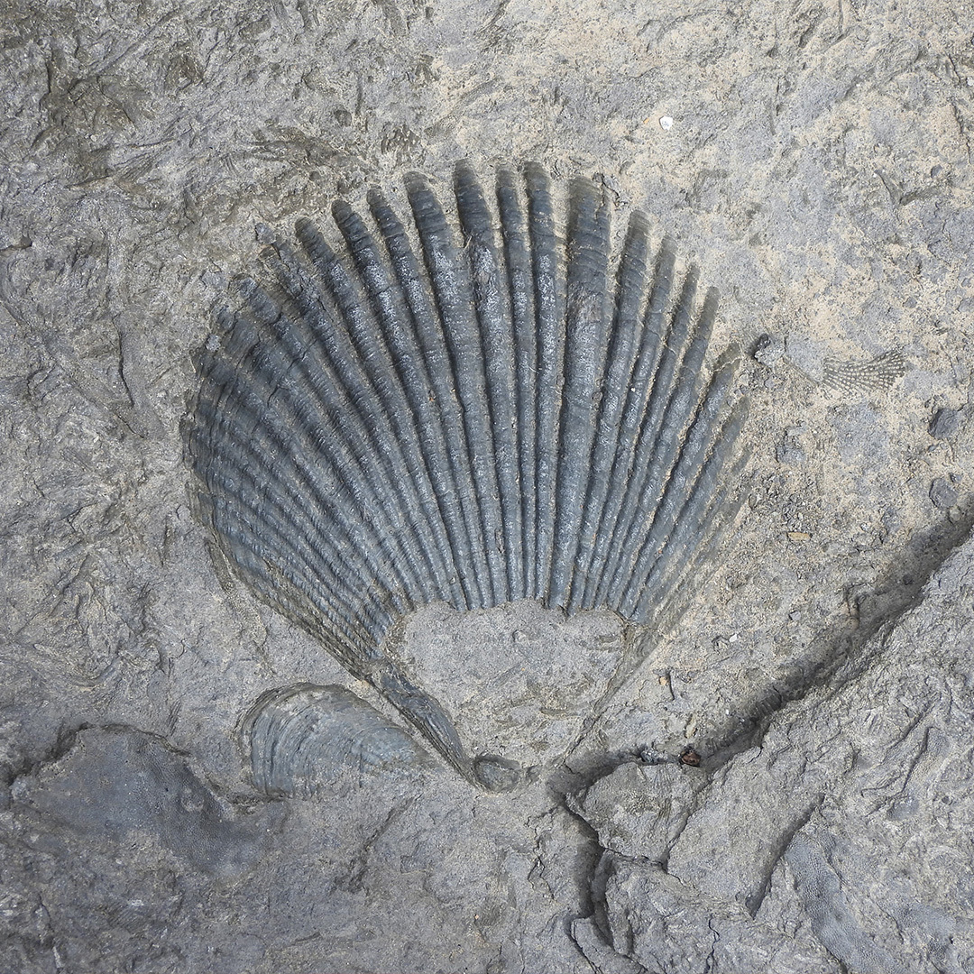 Fossile de coquille.