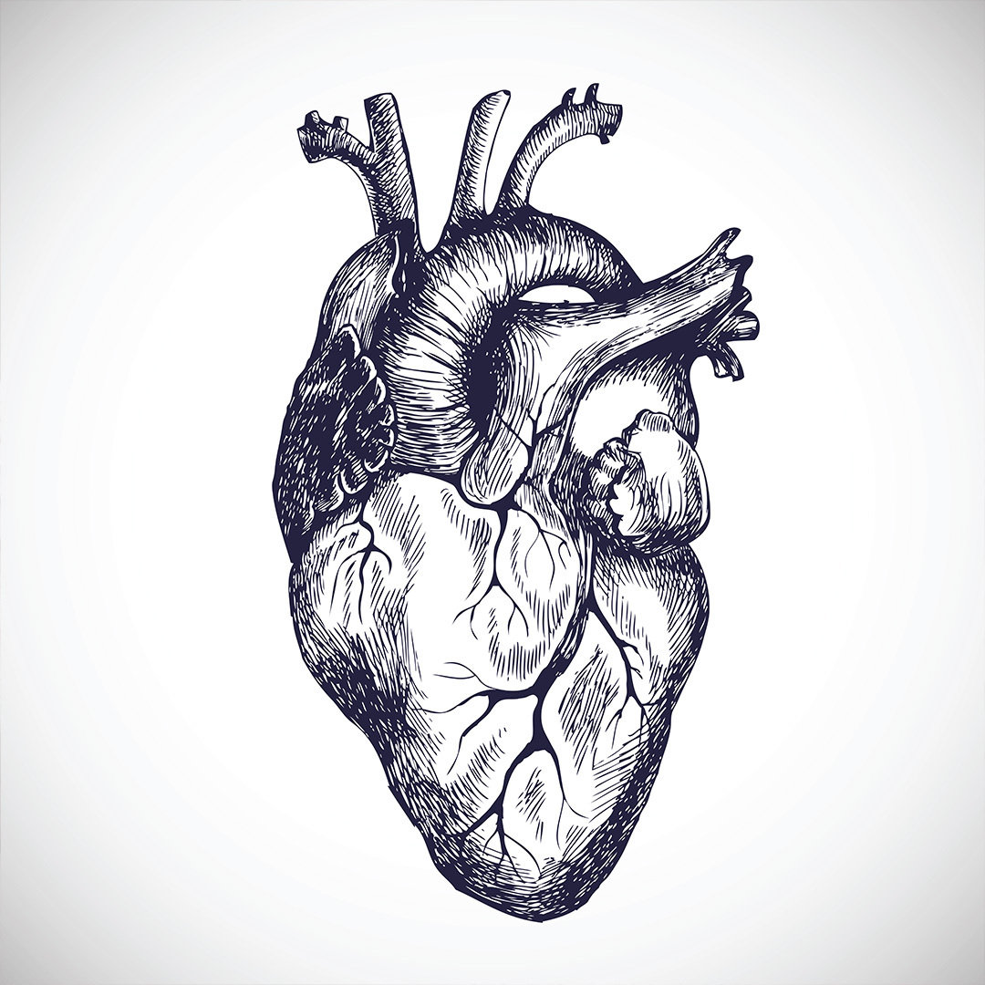A black-and-white illustration of the human heart.
