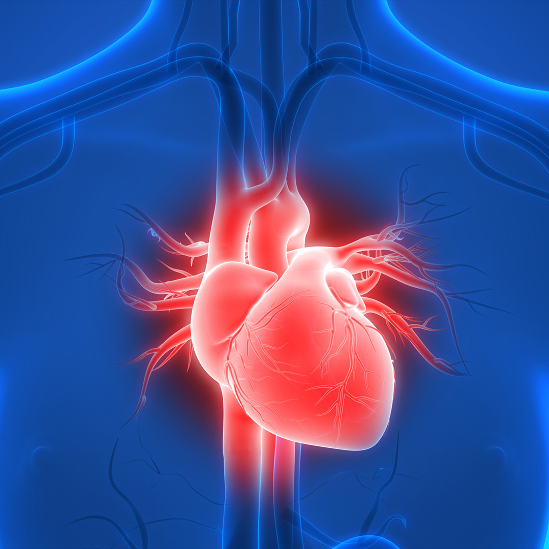 A 3D illustration of the heart in the human body.
