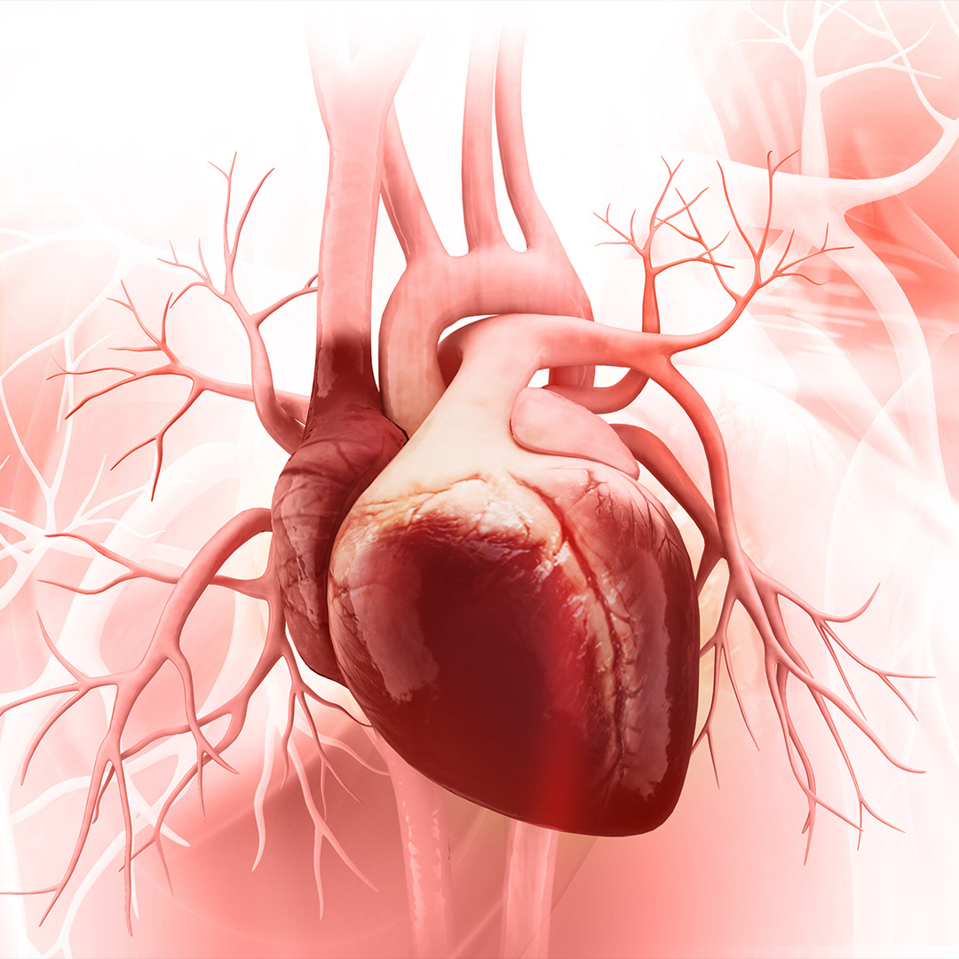 A 3D illustration of the human heart.