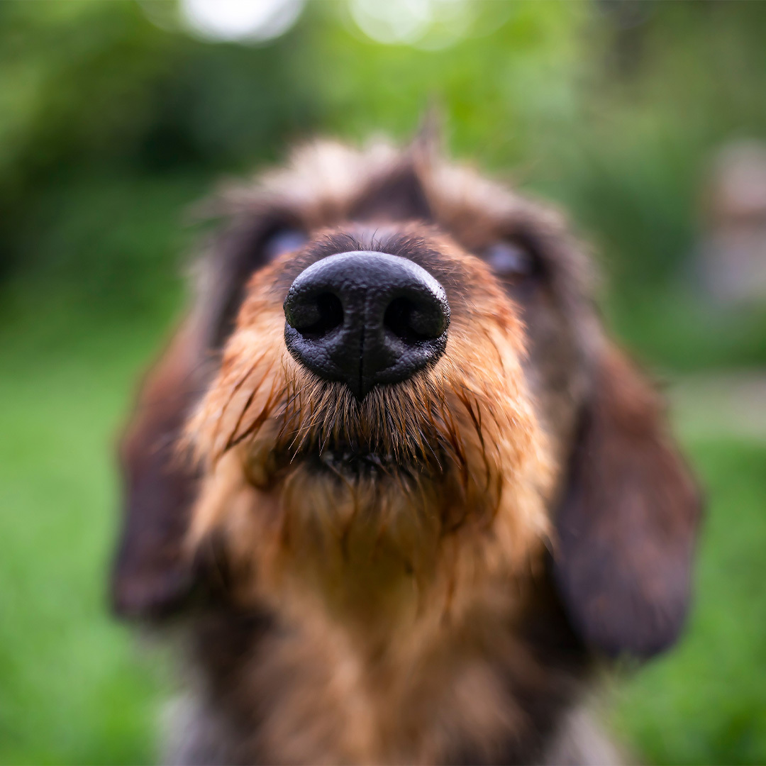 Closeup of brown dog outdoors with nose in sharp focus.