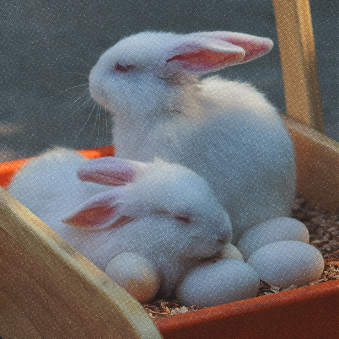 Deux lapins blancs dans une poussette de poupée en bois avec des oeufs de Pâques.