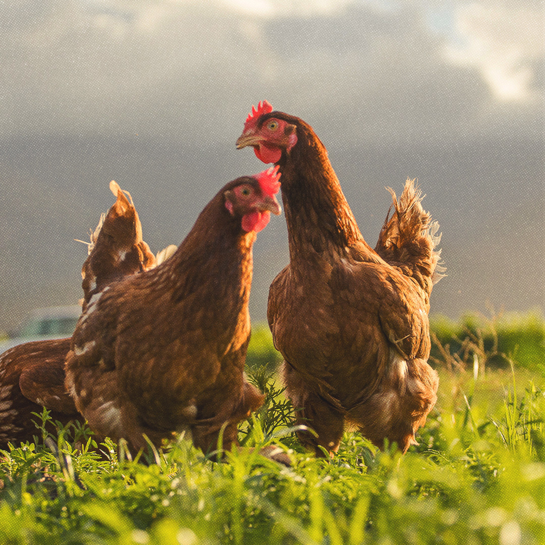 Poulets en liberté dans l’herbe.