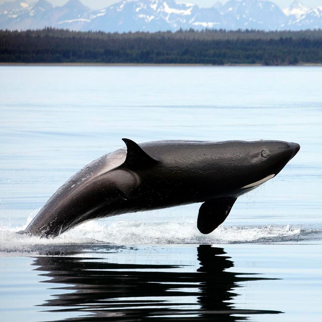 Baleine sautant hors de l'eau.