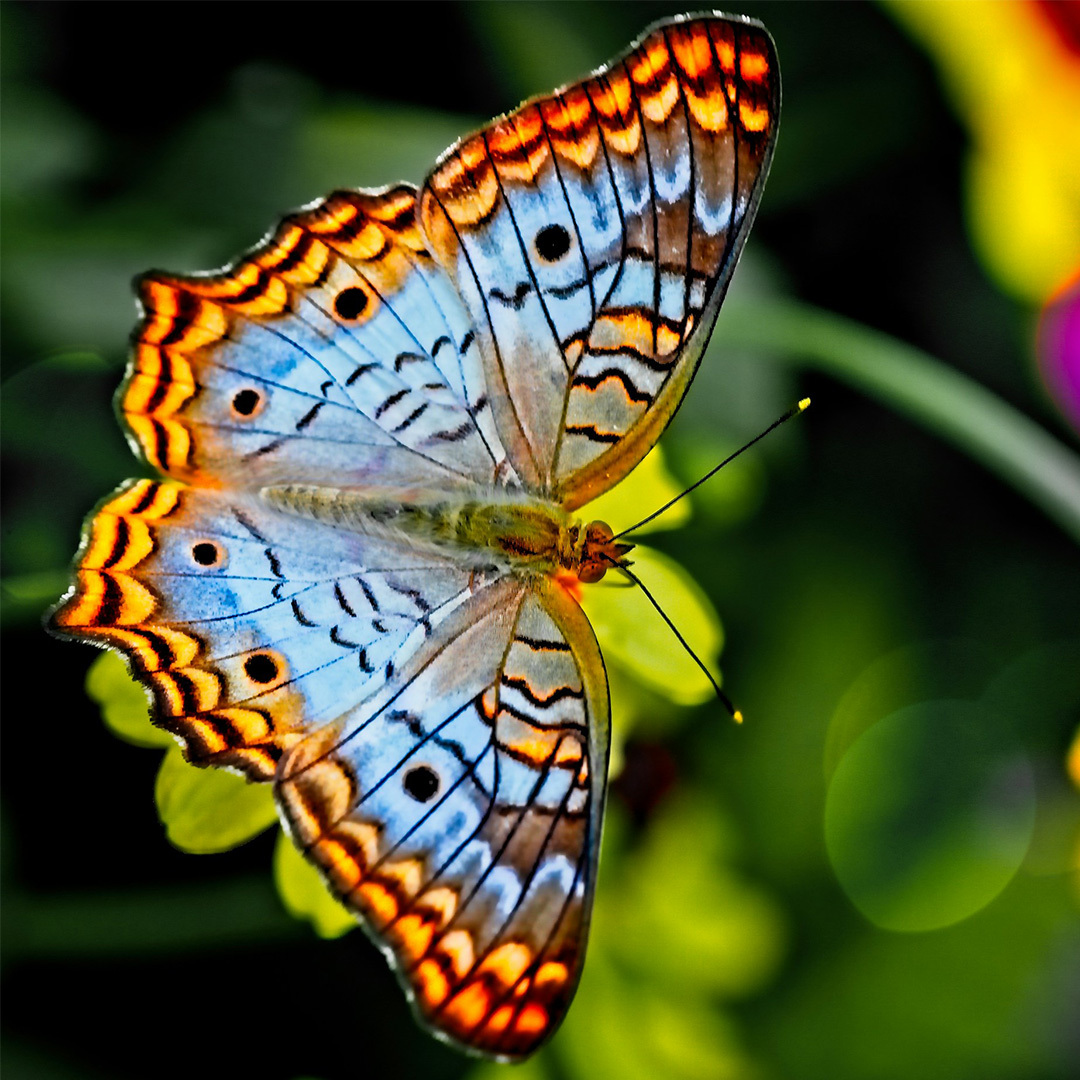 Un papillon orange et bleu perché à une fleur.