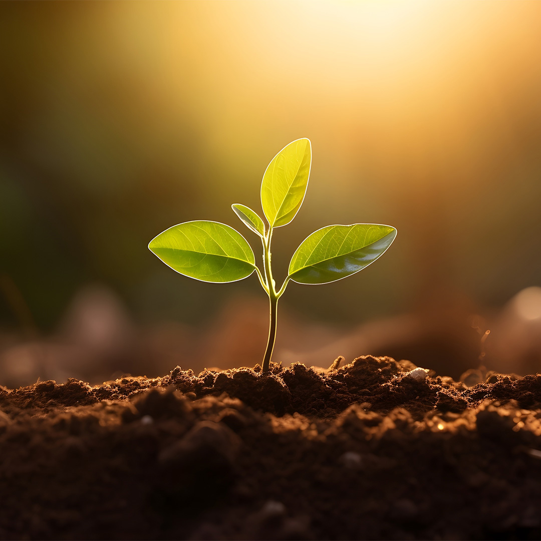 Jeune plante qui sort du sol.