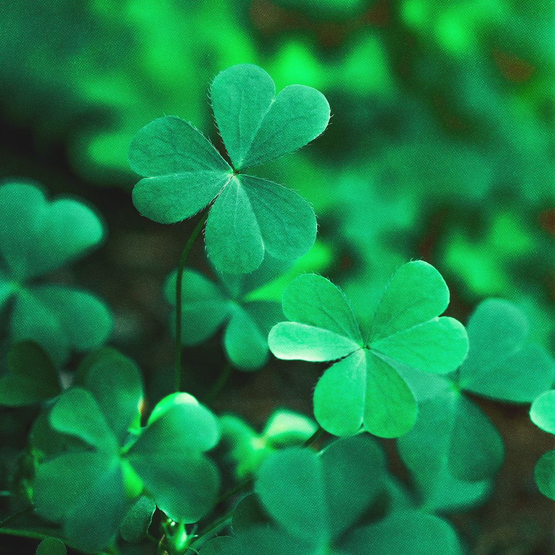 Un champ de trèfles à trois feuilles.