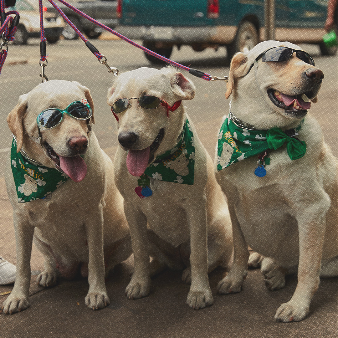 Trois chiens déguisés aux couleurs de la Saint-Patrick.