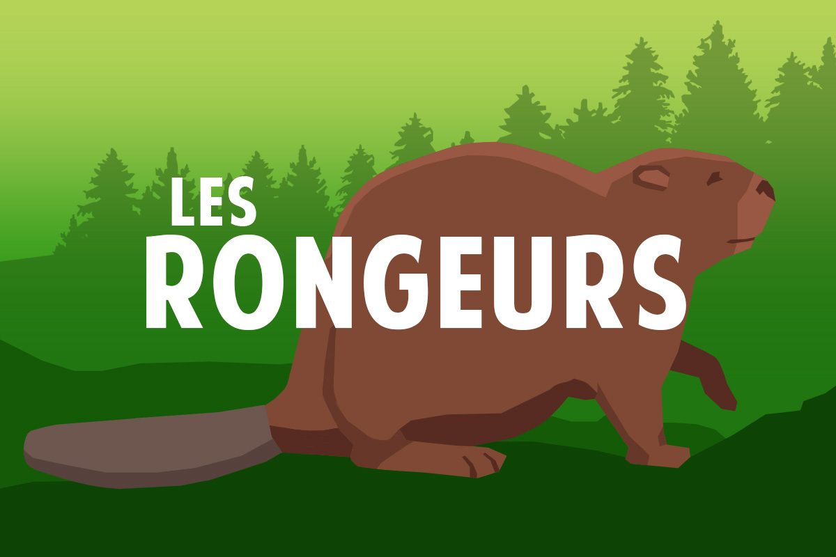 Les rongeurs | Quipoquiz