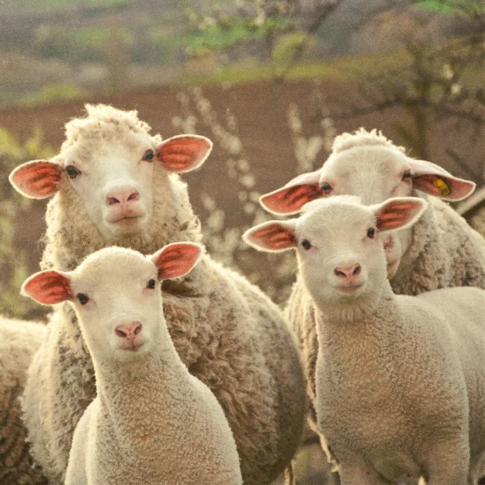 Moutons et agneaux.