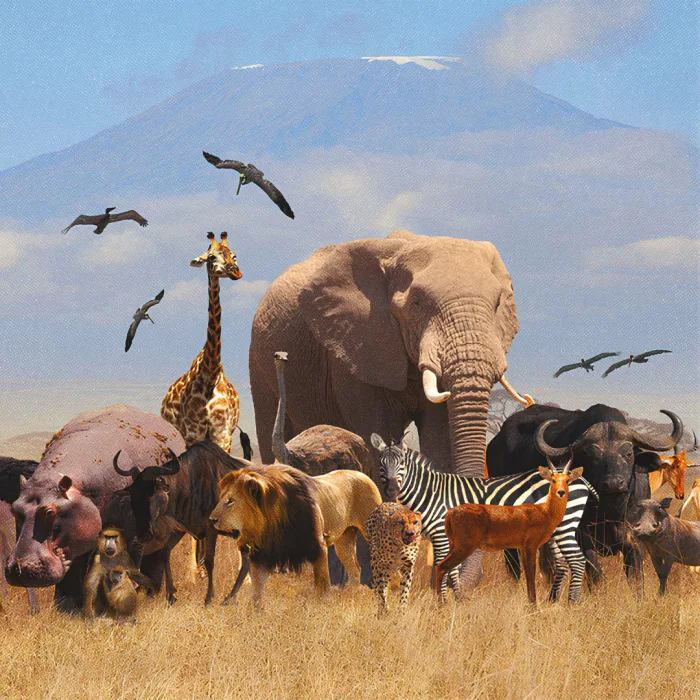 Groupe d’animaux dans la savane : girafe, lion, éléphant, singes, etc.