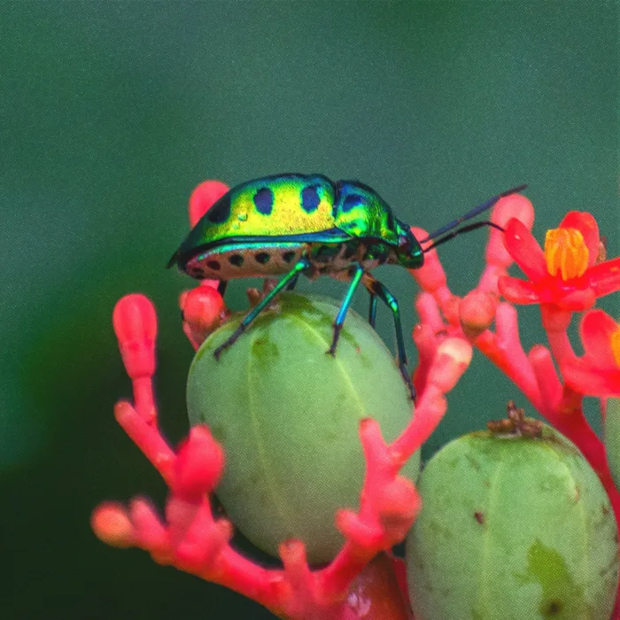 Un insecte butinant une fleur dans le parc naturel du Maharashtra en Inde.