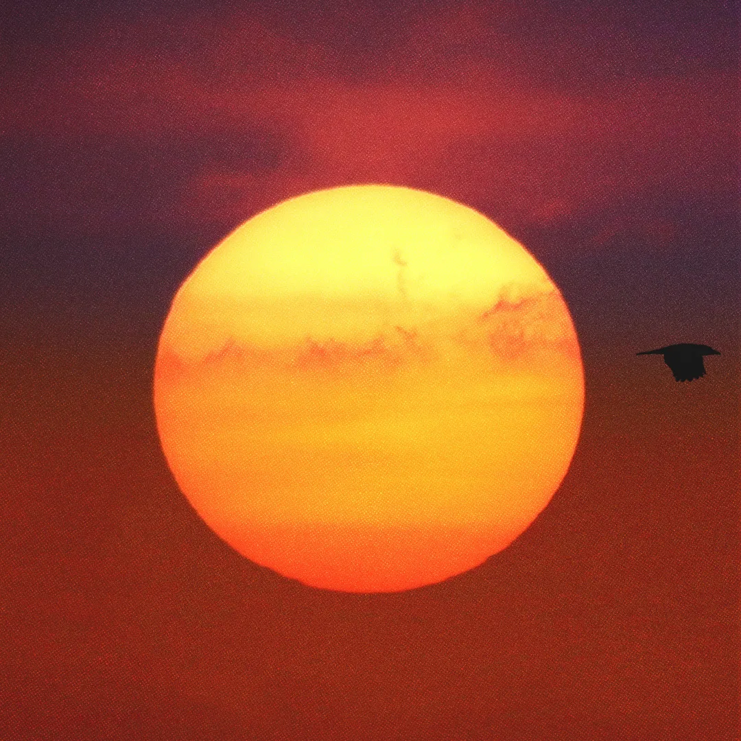 Le soleil avec deux oiseaux en vol.