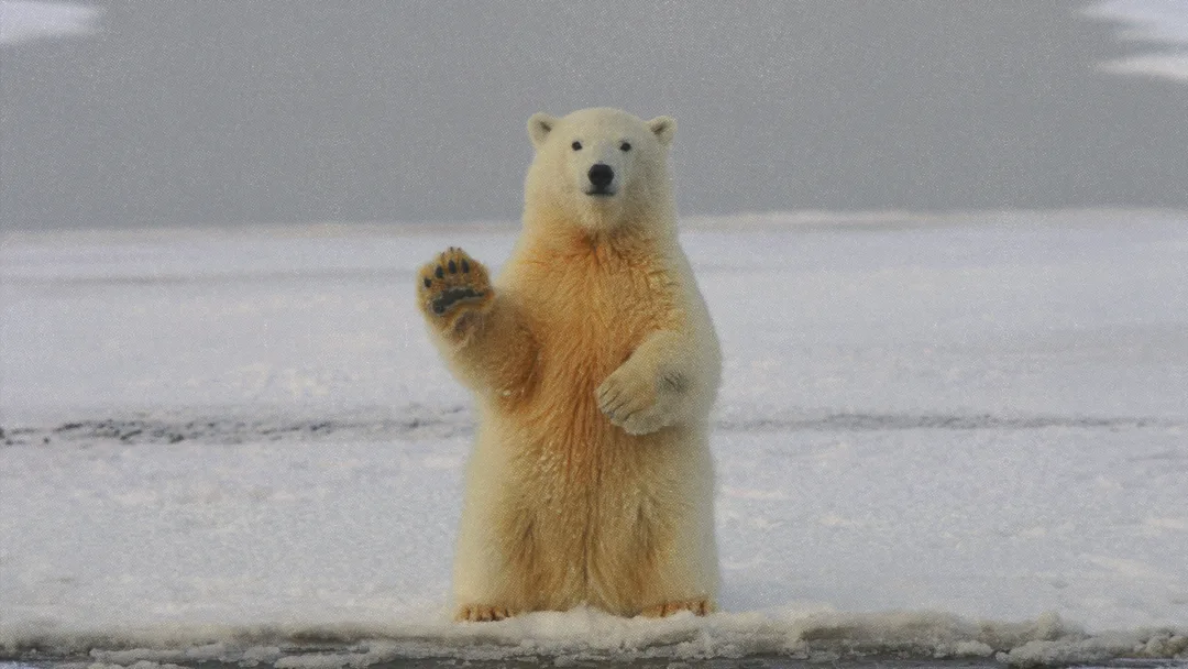 Ours blanc sur la banquise, assis sur ses pattes arrières.