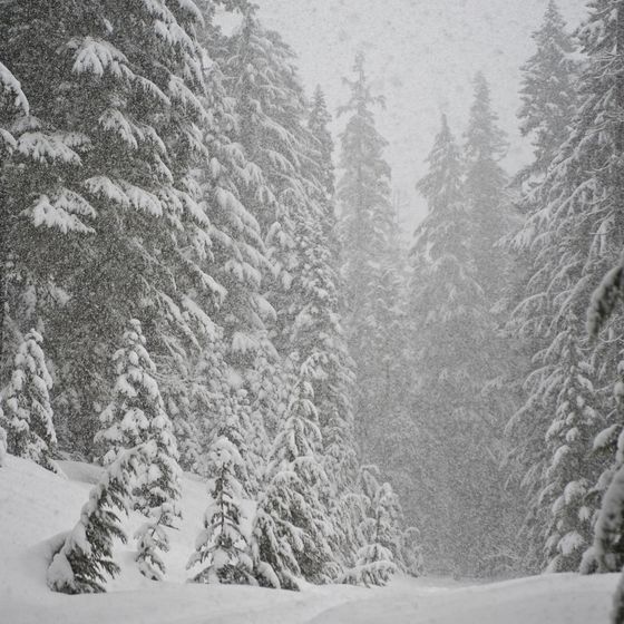 La neige en grains tombe toujours sous forme d’averse.