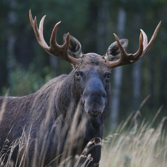 Moose are found everywhere in Canada except the Yukon.