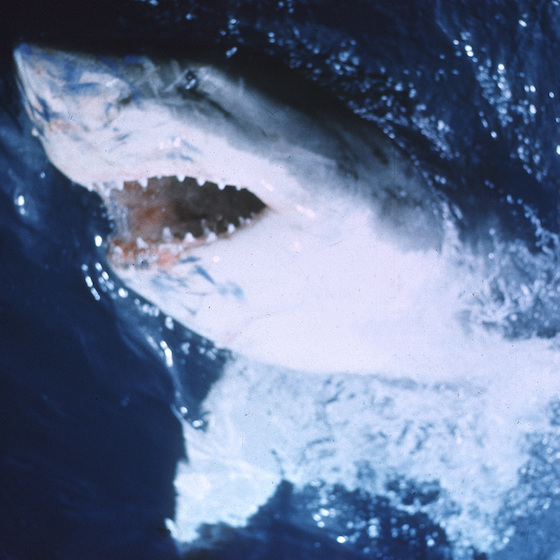 The mechanical shark that terrified audiences in Spielberg’s 1975 classic summer horror flick Jaws broke down several times during the shoot.