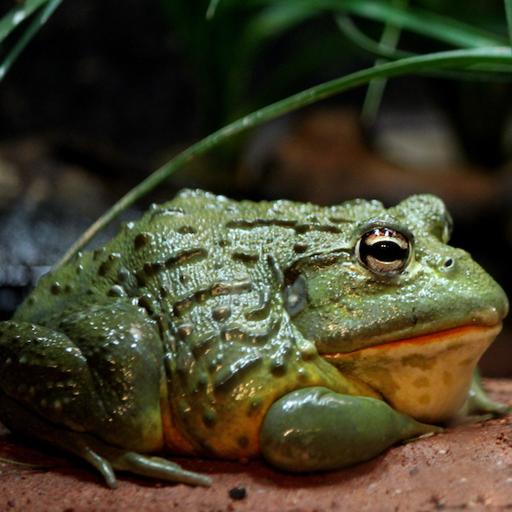 Bullfrogs sleep more than any other amphibian on the planet.