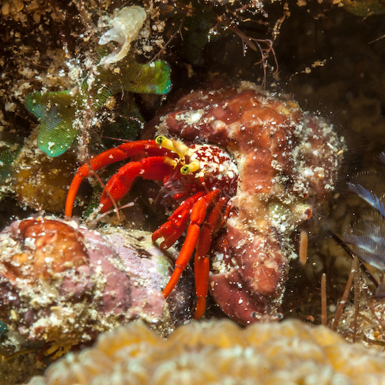 There are some 10,000 types of crustaceans.