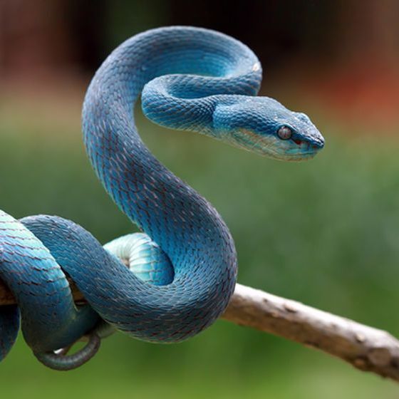 especes-de-serpents-sur-la-planete