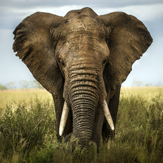 Elephants can use their tusks to dig holes in the ground.
