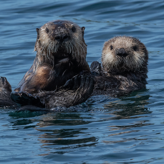 Contrary to popular belief, sea otters do not hold hands.