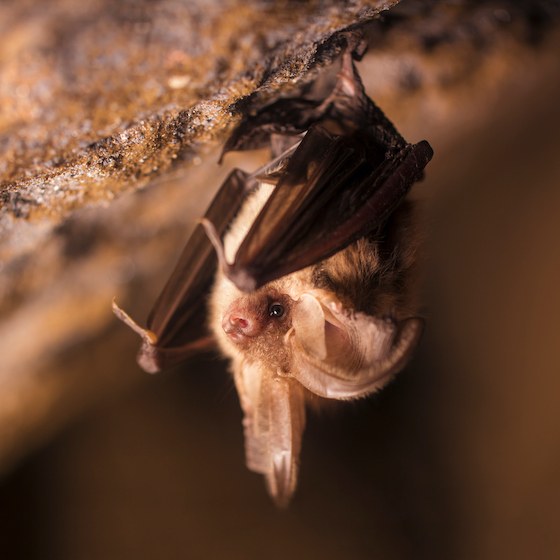 La petite chauve-souris brune ne vit que deux ans.