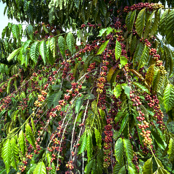 There are 2 main species of coffee: arabica and robusta.