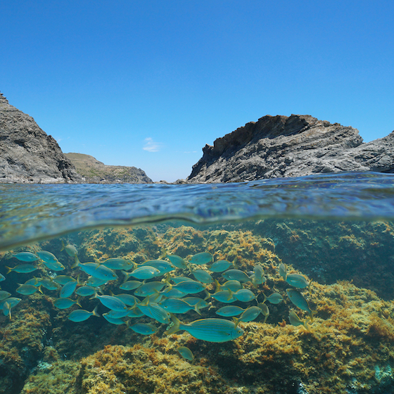 The continental shelf is the cliff where the ocean floor drops off into the deep sea.