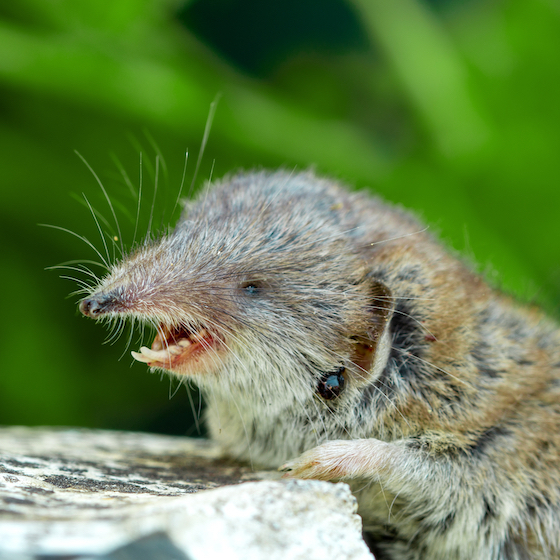 Rodents are gifted with teeth that stay perpetually sharp, allowing them to gnaw through anything. 