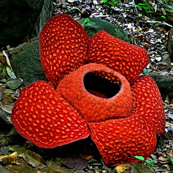 Rafflesia arnoldii is the largest flower in the world.
