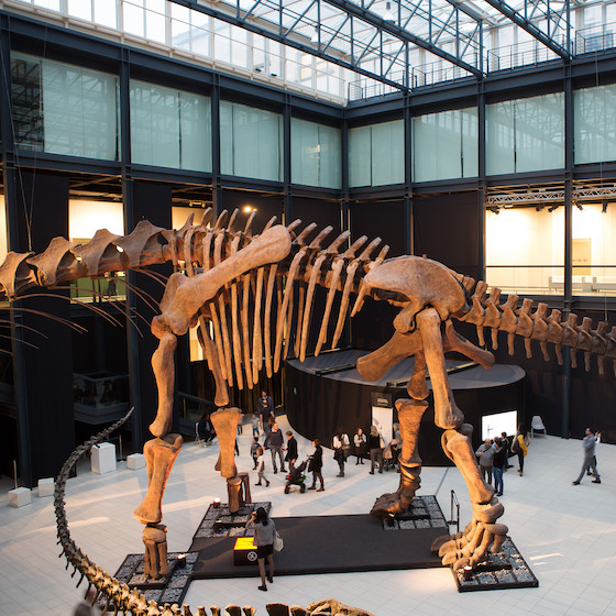 The largest fossil ever discovered was from a Tyrannosaurus rex.