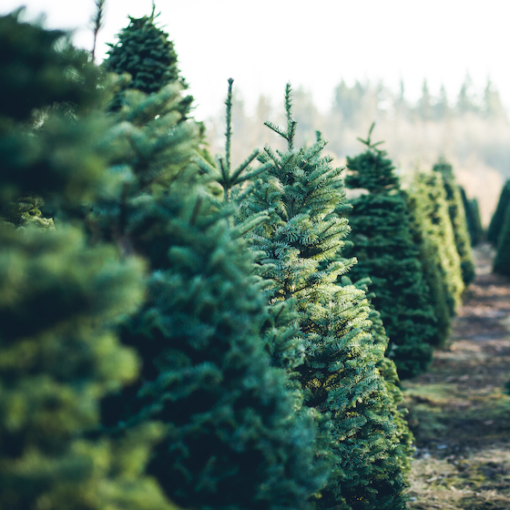 Celebrating Christmas with a tree is a relatively new tradition, starting in the 19th century.