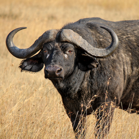 Un des animaux les plus dangereux d’Afrique est le buffle d’Afrique.