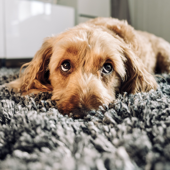 Puppy dog eyes are a sign of guilt.