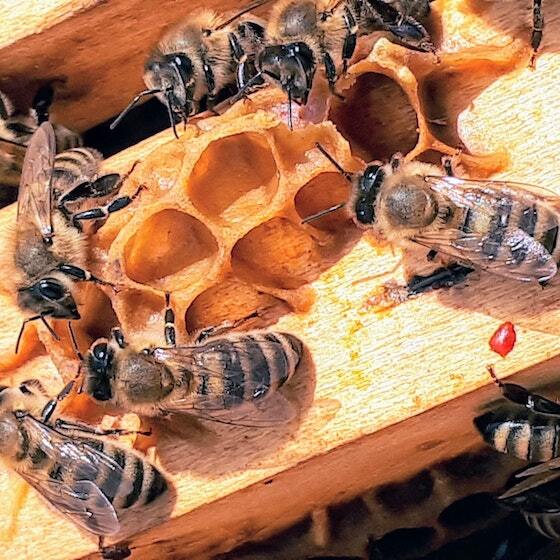 Comme les fourmis, les abeilles appartiennent à l’ordre des hyménoptères.