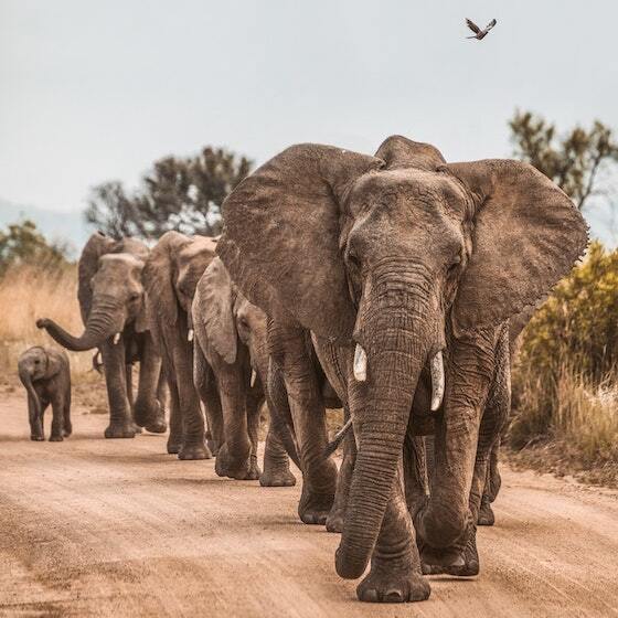 « Fierté » désigne un groupe d'éléphants.
