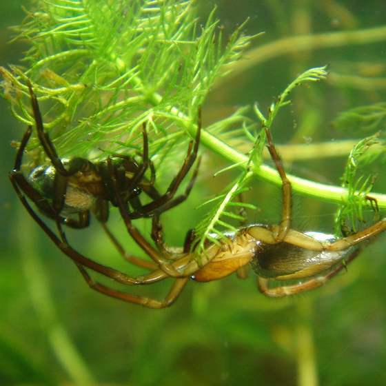 L’argyronète (Argyroneta aquatica) est la seule espèce d’araignée vivant principalement sous l’eau.