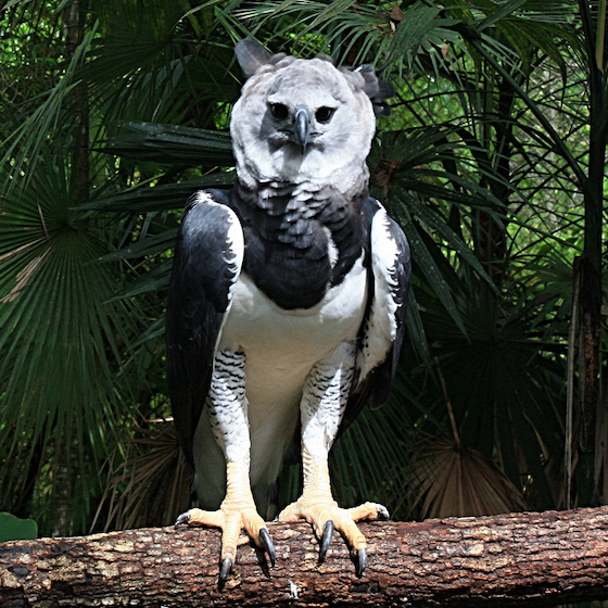 La harpie féroce est capable de s’emparer d’un paresseux adulte dans un arbre.
