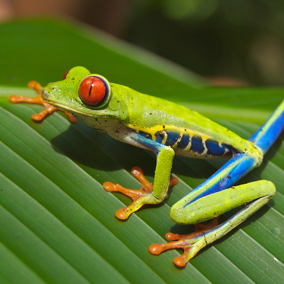 La classe des amphibiens compte quatre ordres.