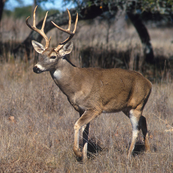 The central stem of a deer’s antler is called the beam.