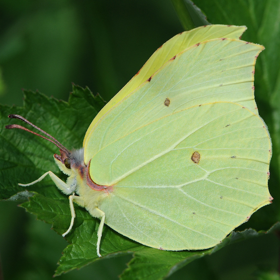 The common brimstone lives for just a few hours.