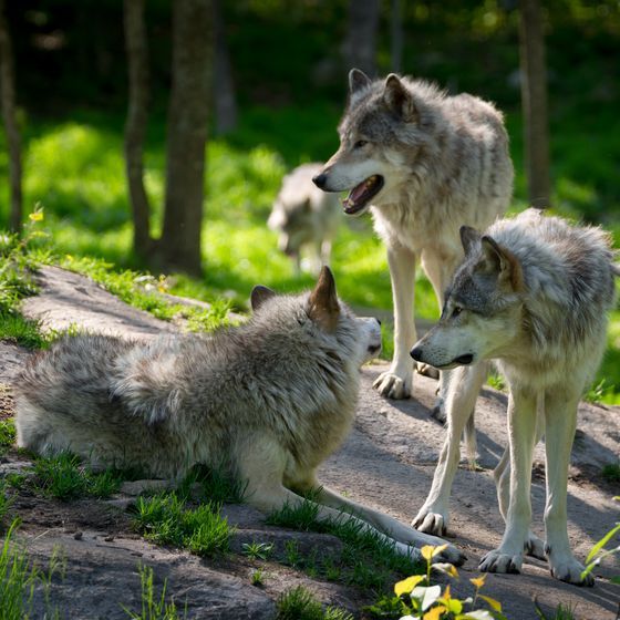 Le loup gris peut atteindre une vitesse de 70 km/h lorsqu’il court.