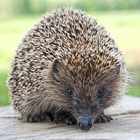 Hedgehogs have 5,000 spines.